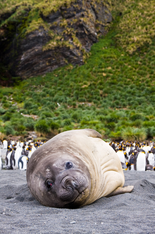 Southern Elephant Seal